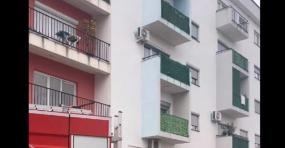 Tragjedi e trefishtë në Malishevë