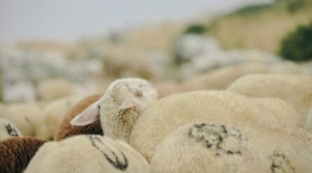 Konfirmohet “lija e deleve” në Deollc të Suharekës, AUV merr masa për të gjithë Kosovën